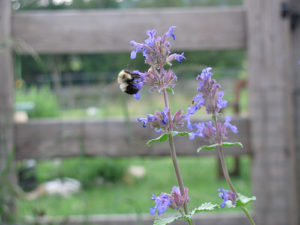 Bumble Bee on Blue Flower