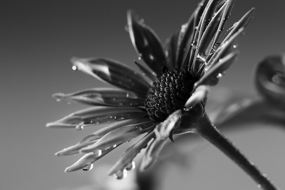 Daisy Black and white what is poetry