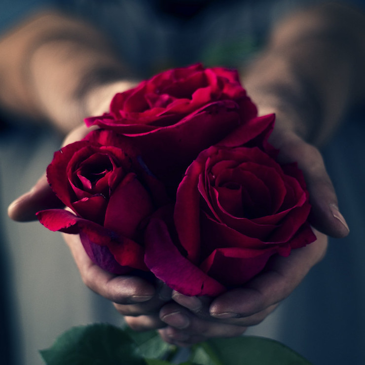 red roses in hands