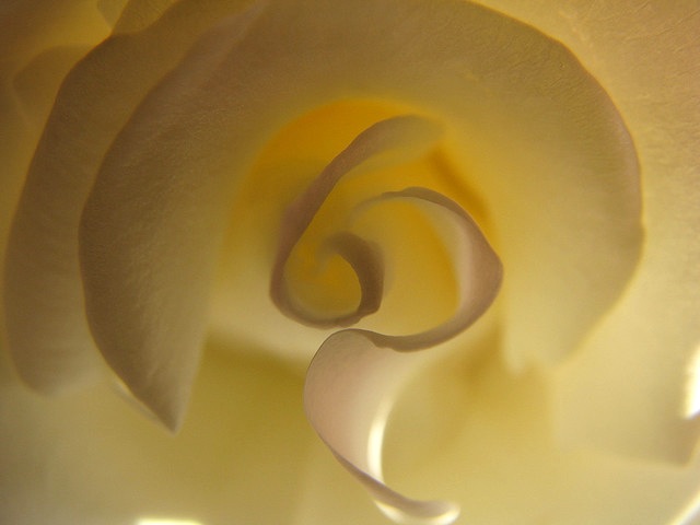 white rose tweetspeakpoetry.com