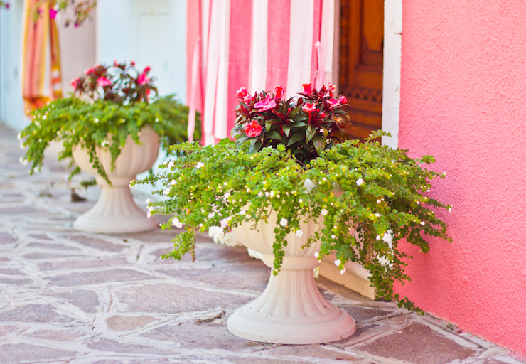 Burano-pink walls and begonias