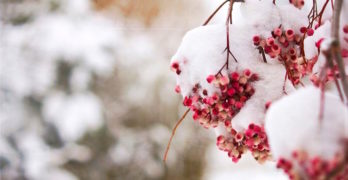 frozen red berries haiku poems