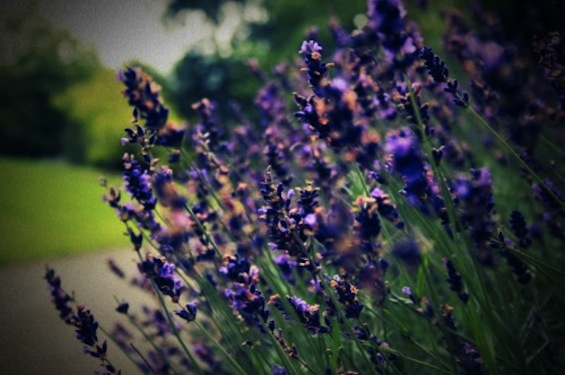 Pride and Prejudice Style Purple Flowers