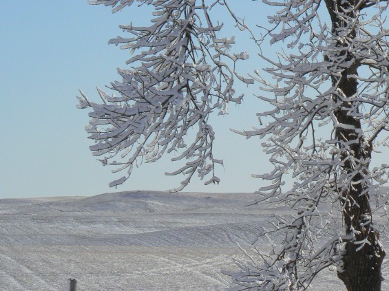 Snow Trees Little House on the Prairie photo