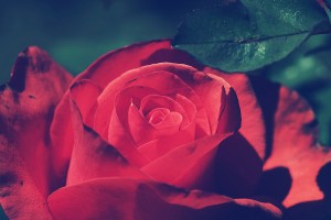 love poems rose