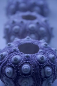 Pantoum Sea Urchins by Pink Sherbet Photography
