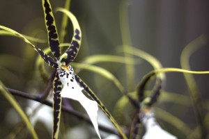 Spider Orchid Artist Date