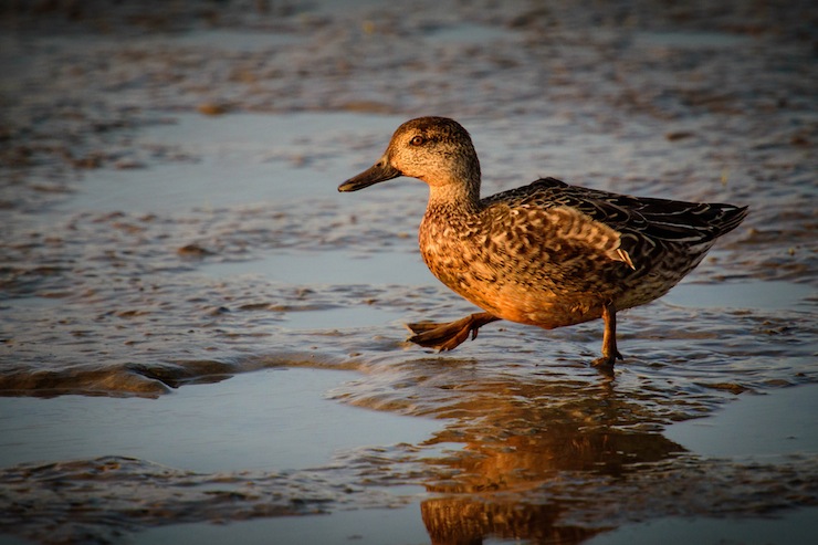 Top 10 Sites to Follow for National Poetry Month Duck in Golden Light