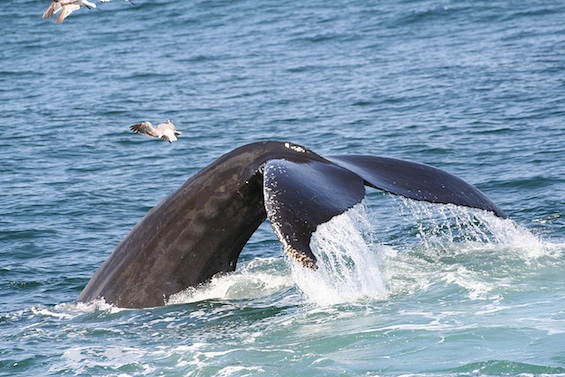 Cape Cod Stories Whale Tale