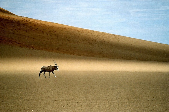 Ghazal Poetry Oryx in Desert