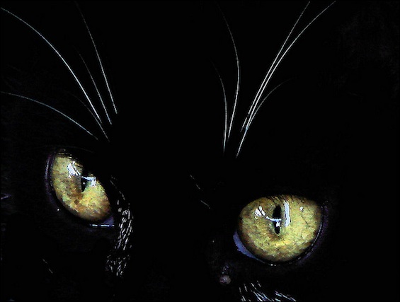Ancient Cat Poetry Black Cat