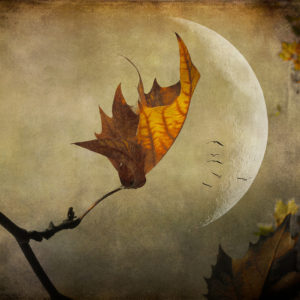 the moon in autumn