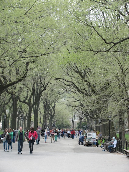 Central Park Tree Lined Walk