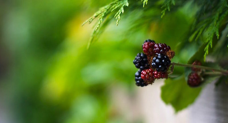 blackberries summer staycation