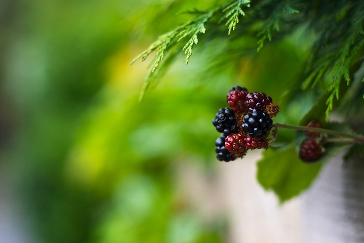 blackberries summer staycation