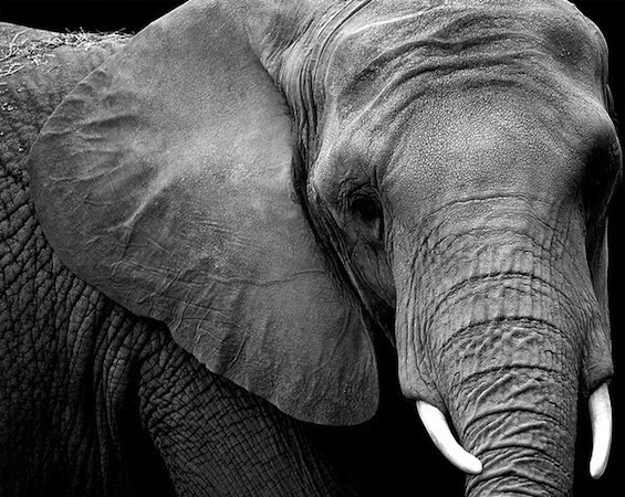 The Magician's Elephant Kate DiCamillo Natural Selection Wrong