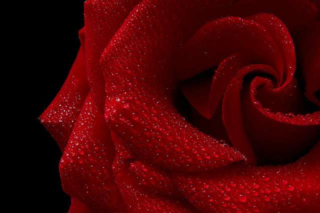 Love Poems: Roses Are Red - Tweetspeak Poetry