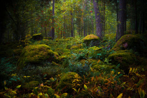Fairy Tale & Fantasy Finland Forest