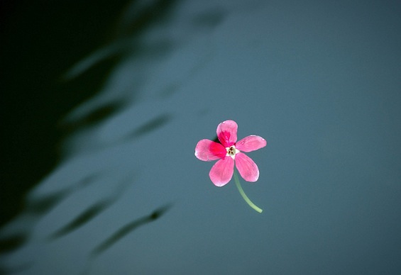 Koi Pond Pink Floating Flower