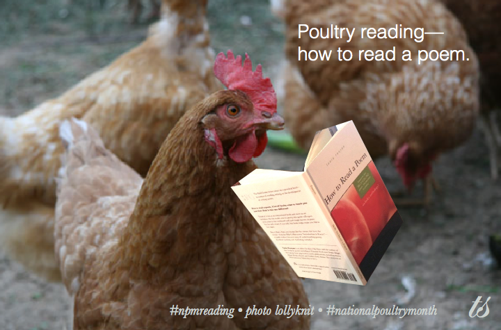 Poultry reading Lollyknit