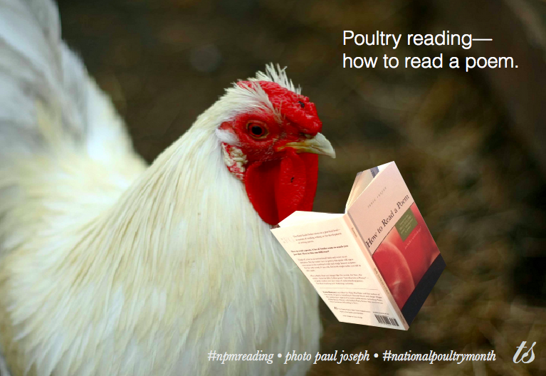 poultry reading paul joseph