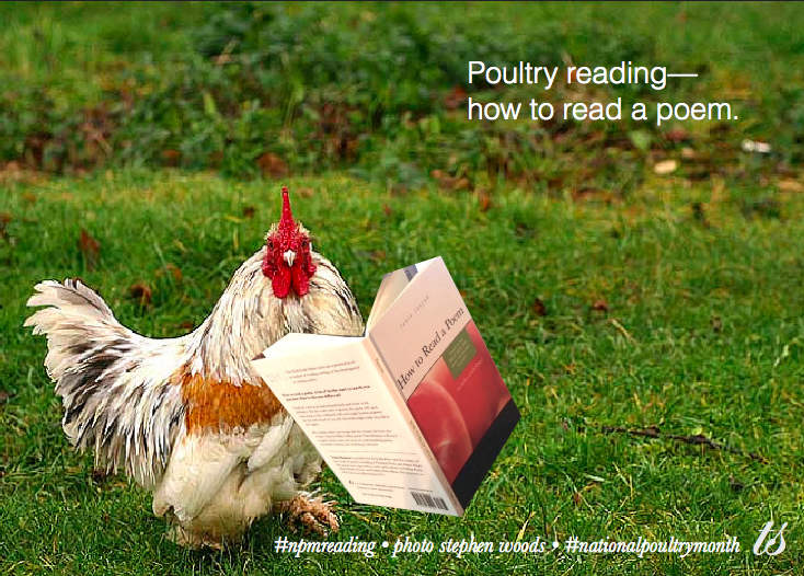 poultry reading stephen woods