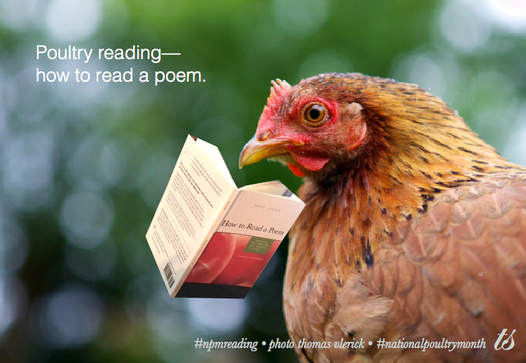 poultry reading thomas vlerick