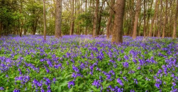 Shakespeare Poetry Prompt Purple Flowers in a Forest