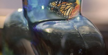Poetry Dare Butterfly's Burden Mahmoud Darwish Photo Susan Etole