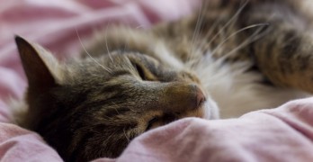dreams poetry cat sleeping