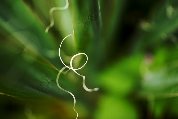 Abstract plant - Poets and Poems: Sarah Howe and “Loop of Jade”