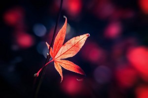 Fall Orange Leaf Bokeh Background Unmarked Love Poem