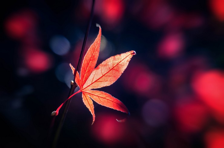 Fall Orange Leaf Bokeh Background Unmarked Love Poem - Tweetspeak Poetry