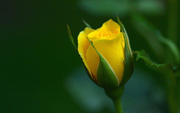 Joy of Poetry Book Club Announcement Yellow Rose