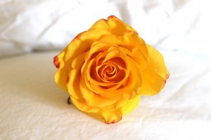 Poem on Your Pillow Day yellow rose on white pillow
