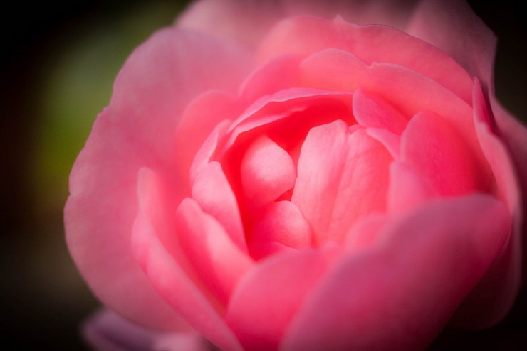 pink peony bloom - "The Joy of Poetry" by Megan Willome 