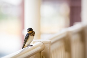 Top 10 Poems About Wood swallow on wood rail