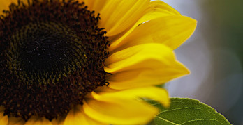 Be Our Poetry Buddy sunflower closeup