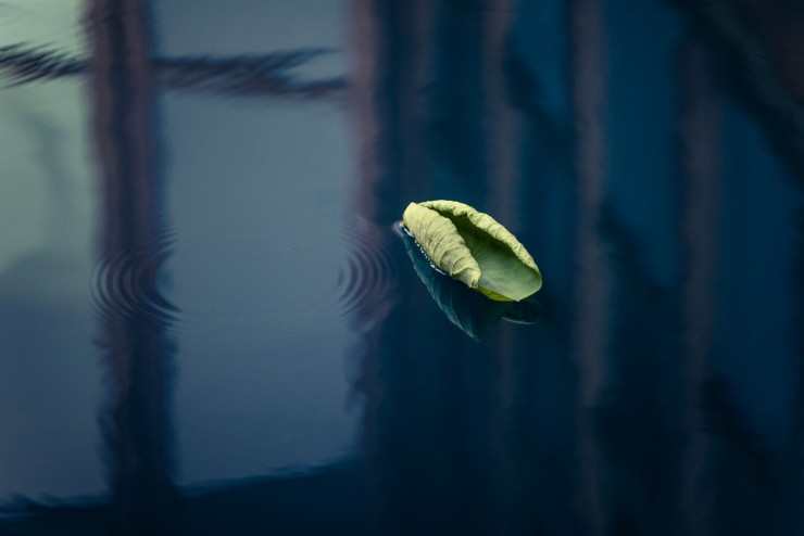 Top 10 Dip Into Poetry Lines lotus leaf on water