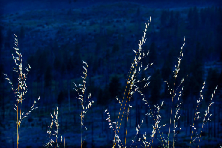 Top 10 Night Poems silver grass against night sky