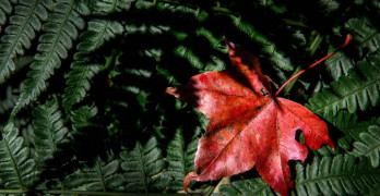 Top 10 Garden poems - red maple leaf in green ferns