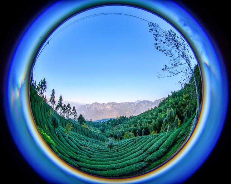 tea field Pai-Shih
