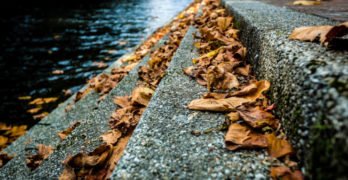 In search of the Best American Essays - fall leaves on stone steps