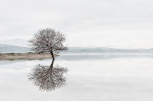Tree reflection Don Paterson