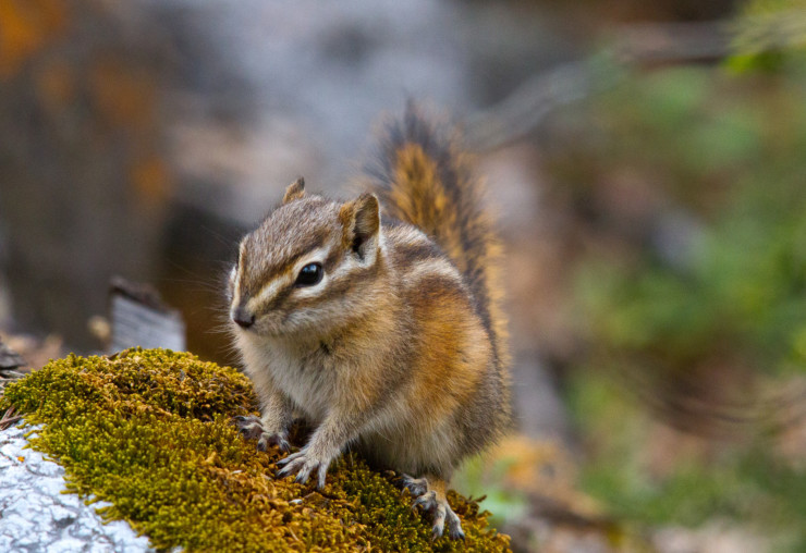 Confessions of poetry - chipmunk on tree