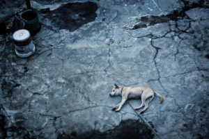 Dog on broken ground Matthew Duggan Dystopia