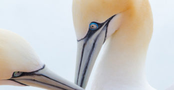 Poetry Dare Committing Prufrock - two white northern gannet
