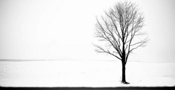 Tree in Snow Norman Nicholson