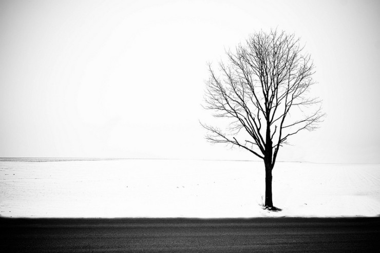 Tree in Snow Norman Nicholson