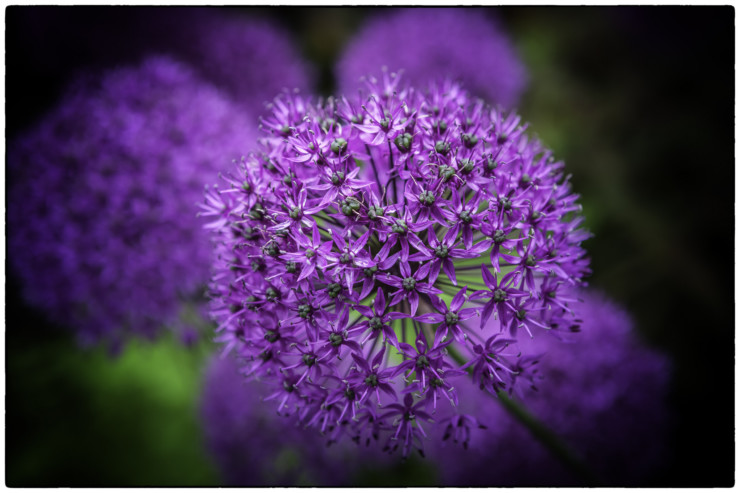 3 Ways Reading will make you a better writer purple flowers